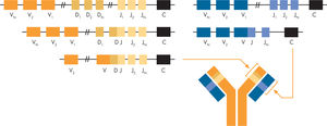 Esquema representando los segmentos de los genes con los exones que codifican para las regiones variable (V), diversidad (D), unión (joining o J) de las inmunoglobulinas o receptores de los linfocitos T. La C se refiere al centrómero del cromosoma representado. Las regiones variables de las cadenas β y δ del receptor T y de las cadenas pesadas (IgH) de las inmunoglobulinas se obtienen a partir de la recombinación de segmentos de los exones de V, D y J (panel de la izquierda) mientras que las cadenas α y γ de los receptores T y las cadenas κ y γ de las cadenas ligeras de las inmunoglobulinas se obtienen de la recombinación de exones de los segmentos V y J exclusivamente (panel derecho).