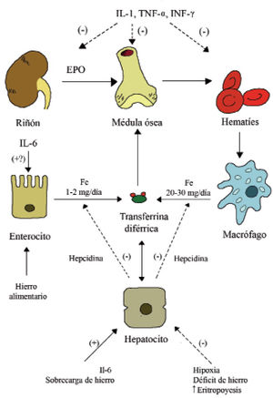 Efectos de la inflamación sobre la eritropoyesis y la homeostasis del hierro en los mamíferos. (–) y flechas discontinuas: efecto negativo. (+) y flechas continuas: efecto positivo. EPO: eritropoyetina; IL: interleucina; INF: interferón; TNF: factor de necrosis tumoral. Modificado de Muñoz et al4.