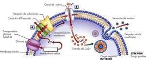 Regulación de la secreción de insulina en una célula β pancreática. La glucosa entra en la célula vía transportador GLUT2. Dentro, la glucocinasa fosforila la molécula de glucosa en la fase inicial de la glucólisis, generando acetil-CoA y trifosfato de adenosina (ATP) mediante el ciclo de Krebs. Esto provoca el cierre de los canales de K+ ATP sensibles (A), con un incremento secundario del K+ intracelular que despolariza la membrana y provoca la apertura de los canales de Ca2+ voltaje dependientes (B). La entrada de Ca2+ a la célula activa la fosfolípido proteincinasa dependiente de Ca2+, favoreciendo la exocitosis de los gránulos. Imagen tomada de:http://medicinexplained.blogspot. com.es/2011/08/insulin-secretion-local-regulation.html