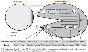 Sinapsis inmunológica formada por la célula efectora, NK o CTL y la célula diana (célula infectada, célula tumoral, célula presentadora de antígeno). Patogénesis de la FHLH (enfermedad/ gen y defecto): FHLH-2 mutaciones en PRF1 que origina una ausencia de las proteínas perforina y granzima en las vesículas; FHLH-3, 4 y 5, GS2, CHS, H-P2 y mutaciones en genes que regulan el trasporte de las vesículas del citoplasma a la sinapsis inmunológica.
