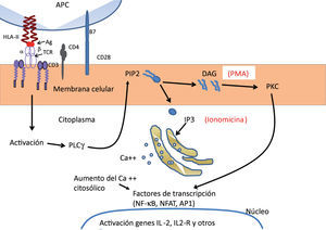 Activación de linfocito T helper. La célula presentadora de antígeno (APC) fagocita y elabora, digiriendo el antígeno, un pequeño péptido, que es presentado mediante los HLA-II al TCR (receptor específico del linfocito T) con sus 2 cadenas a y b, pertenecientes a la superfamilia de las inmunoglobulinas, y que está en conexión con el complejo CD3 formado, a su vez, por varias moléculas. La presentación del antígeno activa una serie de enzimas (muchas de ellas cinasas) que fosforilizan diferentes proteínas y finalmente activan a la fosfolipasa C (PLCg). Esta enzima hidroliza los fosfolípidos de la membrana (fosfatidil insositol bifosfato o PIP2 en inositol trifosfato [IP3] y diacilglicerol [DAG]). El IP3 pasa al citosol y libera Ca++ del retículo endoplásmico, aumentando la concentración citosólica del Ca++. El DAG queda en la membrana celular y estimula la fosfocinasa C (PKC) que pasa al citosol. El aumento de Ca++ citosólico y la activación de la PKC activan a su vez diferentes factores de transcripción (NF-κB, NFAT, AP1) que se traslocan al núcleo y activan la transcripción de diferentes genes, fundamentalmente los genes de la IL-2 y su receptor, cuyo resultado final es la expansión clonal específica del linfocito T helper que ha reconocido al antígeno. En la activación del linfocito T intervienen, además, otras moléculas —llamadas moléculas coestimulatorias— que potencian las reacciones anteriores. Dos de las más importantes son la B7, que aparece en la APC, y la CD28, que se expresa en el linfocito T helper y reconoce a la anterior. Estas moléculas potencian la activación del linfocito T.