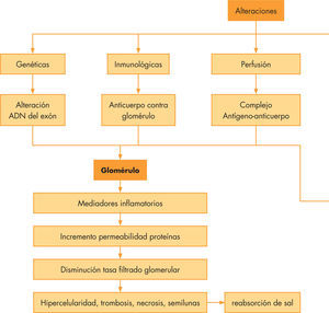 Mecanismo fisiopatológico del daño glomerular en el síndrome nefrítico.