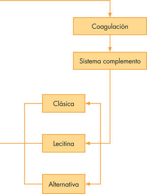 Mecanismo fisiopatológico del daño glomerular en el síndrome nefrítico.