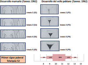 Secuencia de eventos puberales en la mujer. (Modificado de Muñoz Calvo et al4.