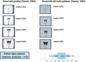 Secuencia de eventos puberales en el hombre. Modificado de Muñoz Calvo et al4.
