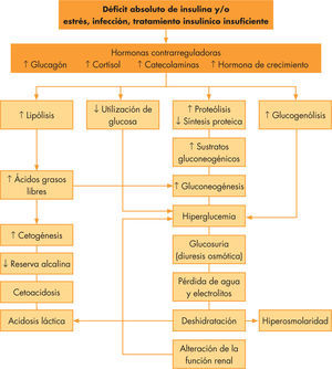 Fisiopatología de la cetoacidosis diabética.