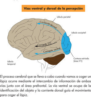 Descripción de las vías de la percepción visual.