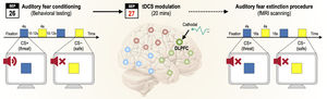 Overview of the experimental procedure for fear conditioning and extinction.