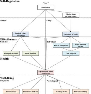 Transfer of SDT's understanding of healthy and effective self-regulation into a hypothesized structural equation model.