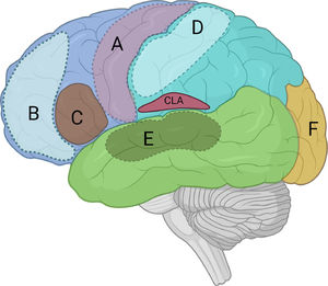 Hypothetical cortical islands of consciousness: (A) primary motor cortex; (B) ACC/PFC (Attention or working memory); (C) Broca