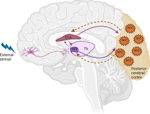 Illustration of the possible neural network for consciousness. The paraventricular nucleus of the thalamus (PVT) is in control of awakening and arousal. The neurons in the posterior cerebral cortex are found to be involved in awareness and generation of consciousness content. The claustrum may act as the attentional hub for coordinating information transmission across cortical islands. CLA, claustrum; PVT, paraventricular; Th, thalamus; NCC, neural correlates of consciousness. Figuremodified from Zhao et al. (2019).