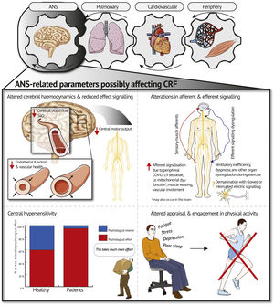 Overview of pathways through which the autonomic nervous system (ANS) might contribute to low cardiorespiratory fitness (CRF) and exercise intolerance in patients with post-COVID-19. Abbreviations: SaO2, arterial oxygen saturation in the brain.