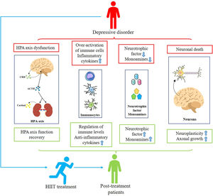 Mechanisms associated with HIIT for depression. Patients with depression suffer from HPA axis disturbances, increased inflammation levels, insufficient secretion of monoamines and neurotrophic factors, and neuronal death. Patients treated with HIIT showed restoration of HPA axis homeostasis, decreased inflammation levels, increased secretion of monoamines and neurotrophic factors, and decreased neuronal remodeling and death, alleviating depressive symptoms.