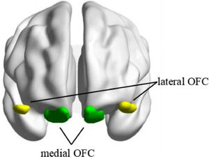 The seed regions of bilateral medial and lateral OFC.
