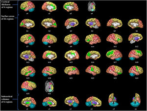 Visualization of brain structure measures associated with handgrip strength in young adults. Notes. Figure a1–4 shows the associated cerebral thickness of 4 brain regions, including the left medial orbitofrontal, left and right rostral anterior cingulate, and right insula gyri; Figure b1–26 shows the associated surface areas of 26 brain regions, including the left and right cuneus, left and right entorhinal, left and right fusiform, left and right inferior parietal, left lateral occipital, left and right pars triangularis, left and right peri calcarine, left and right posterior cingulate, left precuneus, left and right rostral middle frontal, left and right superior temporal, left and right supramarginal, right pars orbitalis, right precentral, right superior frontal, and right insula gyri; Figure c1–6 shows the associated subcortical volumes of 6 brain regions including the left and right putamen, amygdala, and accumbens areas. The regions associated with grip strength are marked in bright green, while the other regions are shown in different colors corresponding to various brain lobes: yellow for the frontal lobe, red for the parietal lobe, pink for the temporal lobe, orange for the occipital lobe, brown for the limbic lobe, blue for the cerebellum, and purple for the cerebral nuclei.).