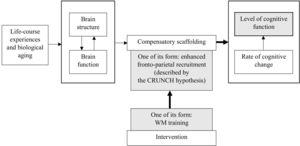 The aim of the study in the context of the simplified STAC-R model, including the place of the CRUNCH hypothesis in this model. Note. The simplified STAC-R model is based on the full STAC-R model presented by Reuter-Lorenz and Park (2014, 2024). Gray-filled text boxes and bold arrows illustrate the aim of the study.