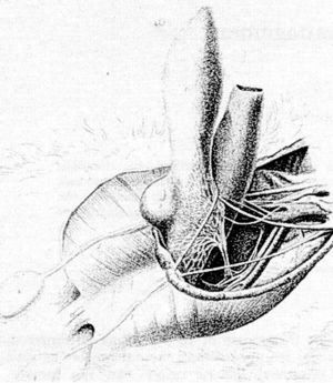 Anatomía del pene de un perro mostrando su inervación según Conrad Eckhard.