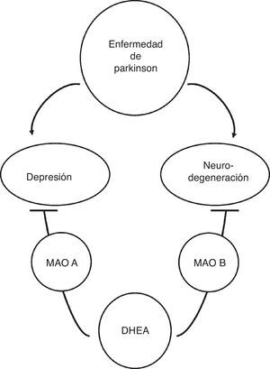 Potencial benéfico de la inhibición de monoamino oxidasa (MAO) para la enfermedad de Parkinson. La DHEA reduce la actividad de las 2 isoformas de MAO (A y B). Se ha reportado que la inhibición de MAO tiene efecto antidepresivo (en el caso de MAO A) y neuroprotector (en el de MAO B). Esto indica que la DHEA podría ser una alternativa para reducir la depresión y la neurodegeneración en la enfermedad de Parkinson.