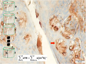 Taste bud numbers estimation method is seen at the distal urethra covered by penil urethral tissues. Each urethra considered as a sylender and their volumes were calculated as sylender volume calculation method. Taste bud number (nTB) for each urethral part (a, b, c, …, z) estimated as in figure a. Total TB numbers was estimated as the algebraic formula (LM, GFAP, ×40).