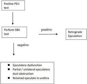 Algorithm to diagnose retrograde ejaculation.