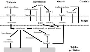 Síntesis de las hormonas sexuales.