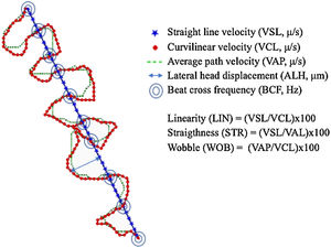 Kinematic parameters analyzed by ISAS®v1 CASA-Mot system.