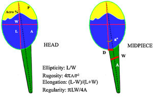 Morphometric parameters analyzed by ISAS®v1 CASA-Morph system. Head: A, area (μm2); P, perimeter (μm); L, length (μm); W, width (μm); Acro, acrosome area (% of the head); Midpiece: a, angle between head and midpiece axis (°); D, distance between the tangential point of the head and midpiece (μm); W, maximum width (μm); A, area (μm2).
