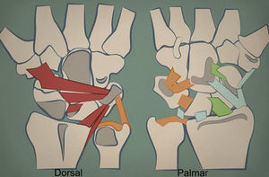 Mecanorreceptores de la muñeca. La figura de la izquierda corresponde a la vertiente dorsal de la muñeca. Cuanto más oscuro es el color del ligamento, mayor presencia de mecanorreceptores. Los ligamentos dorsales y los relacionados con el hueso piramidal están ampliamente inervados. El ligamento escafolunar en su vertiente palmar también. El CFCT (color naranja) también cuenta con un número elevado de mecanorreceptores.