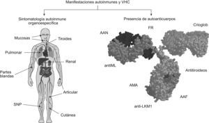 Manifestaciones autoinmunitarias clínicas y serológicas en relación con la infección crónica por el virus de la hepatitis C. AAF: anticuerpos antifosfolipídicos; AAN: anticuerpos antinucleares; FR: factor reumatoide; SNP: sistema nervioso periférico.
