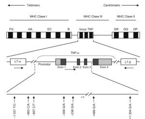 Representación esquemática del gen del factor de necrosis tumoral (TNF) alfa, donde se reflejan los polimorfismos de una sola base más relevantes. Las flechas horizontales indican la orientación transcripcional de los genes del TNF y de la linfotoxina. Las regiones de los exones 1 y 4 resaltadas en diagonal indican la región no traducida.