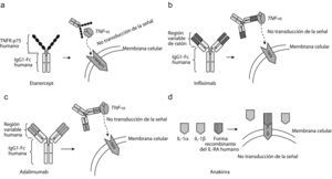 Mecanismos moleculares. a) Bloqueador del factor de necrosis tumoral alfa (TNF-α), etanercept. b) Bloqueador del TNF-α, infliximab. c) Bloqueador del TNF-α, adalimumab. d) Tratamiento con el bloqueador de interleucina-1 (IL-1). Anakinra, una forma recombinante del antagonista del receptor de IL-1 humano IL-1 (IL-1RA).