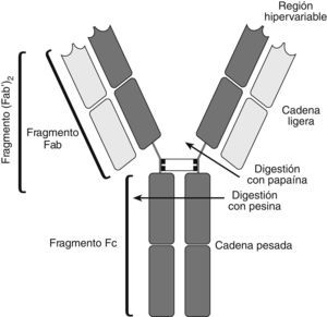 Estructura de la unidad monomérica de las inmunoglobulinas. La digestión enzimática con papaína produce dos fragmentos que se unen al antígeno (Fab) y un fragmento que cristaliza (Fc). El tratamiento con pepsina produce un fragmento (Fab’)2 y péptidos pequeños (péptidos de pepsina).