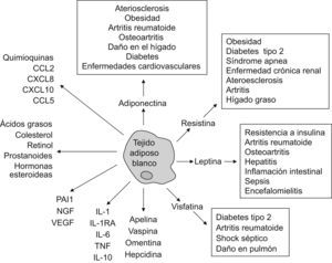 Representación esquemática de las múltiples funciones del tejido adiposo blanco y de sus interacciones con enfermedades inflamatorias o autoinmunes.