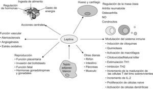 Representación esquemática de la naturaleza pleiotrópica de la leptina.