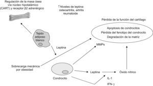 Representación esquemática de los episodios fisiopatológicos clave ejercidos por la leptina en hueso y cartílago.