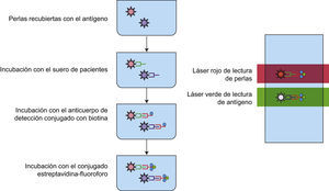 Ensayo luminométrico múltiple. Las microesferas recubiertas con antígenos específicos son reconocidas por los anticuerpos presentes en el suero de pacientes. La interacción antígeno-anticuerpo se revela por la formación de un complejo anticuerpo anti-Fc humana-estreptavidina-PE el cual al pasar por el detector del equipo de luminometría es excitado por un láser que pasa por 2 filtros: uno de 635nm, que permite discriminar entre perlas y otro de 488nm, que permite cuantificar la intensidad media de fluorescencia, es decir, la unión de los anticuerpos del paciente al antígeno.