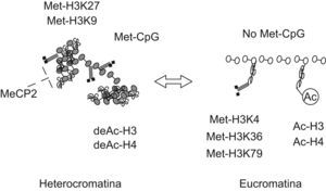 Marcas epigenéticas asociadas a las conformaciones cerrada y abierta de la cromatina. El silenciamiento génico se consigue con un alto nivel de metilación del ADN (Met-Dinucleotidos citosinafosfoguanina), en combinación con la deacetilación de las histonas H3 y H4 (deAc-H3, deAc-H4) y la metilación de la histona H3 en los residuos lisina 9 y 27 (Met-H3K9, Met-H3K27). Mediante estos cambios en su estructura, las interacciones entre las histonas y el ADN son más fuertes, determinando una conformación cerrada o heterocromatina. La presencia de moléculas capaces de estabilizar las uniones covalentes entre el ADN metilado y las histonas, como MeCP2, producen un empaquetamiento aún más denso del genoma. La activación de la expresión génica se caracteriza por la acetilación de las histonas H3 y H4 (Ac-H3, Ac-H4) y la metilación de las lisinas en posición 4, 36 y 79 de la histona H3 (Met-H3K4, Met-H3K36, Met-H3K79). Ello determina una configuración abierta, con uniones laxas con el ADN, clásicamente denominada eucromatina. Los cambios entre ambas configuraciones son, en gran medida, dinámicos.