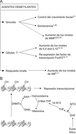 Acciones de los inhibidores de las ADN metiltransferasas. A) Predicción de los efectos del tratamiento con agentes demetilantes en la artritis reumatoide. Según indican los estudios disponibles, el uso de estos tratamientos redundaría en beneficios en los procesos patogénicos principales de la artritis reumatoide: la sinovitis, la polarización de las células T y la inmunidad innata. B) Efecto del Metotrexato (MTX) sobre la acción de las ADN metiltransferasas (DNMTs). DHF: ácido dihidrofólico; THF: ácido tetrahidrofólico; SAM: sulfoadenosil metionina; SAH: sulfoadenosil homocisteina.