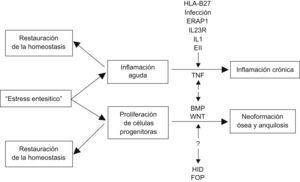 Modelo explicativo de la relación entre la inflamación y la formación ósea según Lories et al12. BMP: proteína morfogenética ósea; EII: enfermedad inflamatoria intestinal; ERAP: aminopeptidasa 1 de retículo endoplásmico; FOP: fibrodisplasia osificante progresiva; HID: hiperostosis idiopática difusa; IL-1: interleucina 1; IL23R: receptor de la intereleucina 23; TNF: factor de necrosis tumoral; Wnt: wingless.