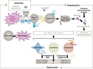 Fisiopatología de la artritis reumatoide. Esquema fisiopatológico general de la artritis reumatoide. AC: anticuerpo; BAFF: factor activador de células B; Blys: estimulador de linfocitos B; CD: cúmulo de diferenciación; CPA: célula presentadora de antígeno; CPH: complejo principal de histocompatibilidad; CTLA4: antígeno 4 asociado al linfocito T citotóxico; C5a: fracción 5a del complemento; FR: factor reumatoide; Ig: inmunoglobulina; IL: interleucina; MMP: metaloproteasas de la matriz; RANK: receptor activador del factor nuclear κappa B; RANKL: ligando de receptor activador para el factor nuclear κappa B; RCT: receptor de linfocitos T; TNF: factor de necrosis tumoral.