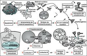 Visión panorámica de la patogenia del Lupus sistémico. La célula apoptótica expone en su superficie las vesículas apoptóticas conteniendo antígenos nucleares (1); debido a un deficiente aclaramiento de las partículas apoptóticas por el sistema mononuclearfagocítico, aquellas se acumulan (2) y ganan acceso a los linfocitos B autorreactivos, los cuales sintetizan autoanticuerpos (3); los IC formados por esos anticuerpos y sus respectivos antígenos nucleicos (4) tienen capacidad para activar el complemento y conducir a lesiones en los tejidos (5) y también para activar a las CDP (6); las CDP responden con la producción de IFN-( por vías dependientes de TLR7 y TLR9 (7); IFN-α tiene múltiples efectos sobre el sistema inmunitario que favorecen el desarrollo de autoinmunidad, como la diferenciación de linfocitos B a células plasmáticas productoras de anticuerpos, la activación de células T y la maduración de las células dendríticas. Todo ello conduce a un círculo reverberante que intensifica y perpetúa el proceso autoinmunitario. Otras dianas terapéuticas están representadas por los LB (8) los LT (9), las citocinas (10), las moléculas de coestimulación (11) y las vías de señalización intracelular (12). CDP: células dendríticas plasmocitoides; IC: inmunocomplejos; IFN: interferón; LB: linfocito B; MØ: macrófago; TCR: receptor de células T; TLR: toll-like receptor.