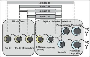 Espectro de las terapias de depleción B. Los anticuerpos anti-CD20, anti-CD22 y anti-CD79 tienen un espectro de actuación superponible, que incluye desde los linfocitos pre B o B inmaduros hasta los linfocitos B activados y memoria, sin afectar a las células plasmáticas. El espectro de anti-CD19 se extiende desde los linfocitos pro B hasta los plasmablastos y algunas células plasmáticas.