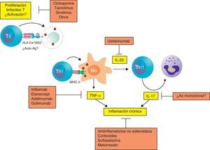 Modelo hipotético de los mecanismos implicados en la patogenia de la artritis psoriásica. Aunque no se ha desvelado completamente la patogenia de la enfermedad, las respuestas inmunitarias citotóxica, Th1 y Th17 parecen estar implicadas en el desencadenamiento y perpetuación de la artritis psoriásica. Los tratamientos actuales tratan de bloquear estos mecanismos inmunitarios que están desregulados en la enfermedad. MHC-II: MHC de clase II; Mo: macrófago; PMN: célula polimorfonuclear o neutrófilo; Tc: linfocito T citotóxico.