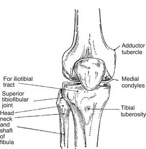 This simple diagram shows 2 most important attachment sites. One is “for iliotibial tract”. This site is unnamed in the Terminologia Anatomica but is widely known by clinicians as lateral tubercle of tibia or Gerdy