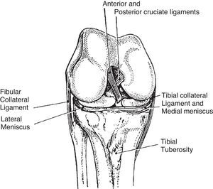 Internal rotation of the tibia is limited by the twisting of the cruciate ligaments.
