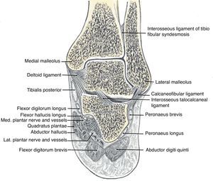 The talocrural joint between the tibia, fibula and talus and the subtalar joint between the talus, calcaneus and navicular.