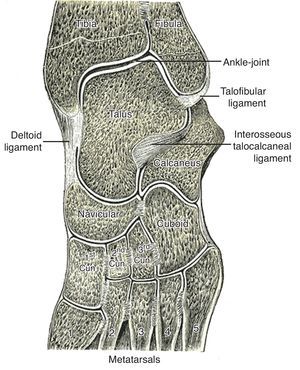 The transverse tarsal joint between the calcaneus and the cuboid and between the talus and the navicular.