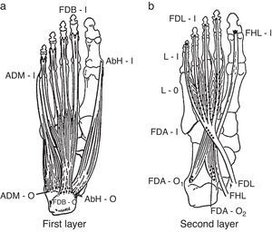 From the plantar surface down, the 1st and the 2nd muscle layers of the foot muscles are shown. 1st layer: ADM, abductor digiti minimi; AbH, abductor hallucis; FDB, flexor digitorum brevis; O, origin; I, insertion. 2nd layer: FDA, flexor digitorum accesorius; FHL, flexor hallucis longus; FDL, flexor digitorum longus; L, lumbricals; O, origin; I, insertion.