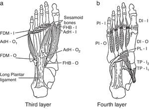 Additional foot muscle layers include: 3rd layer: FDM, flexor digiti minimi brevis; AdH, adductor hallucis; FHB, flexor hallucis brevis. 4th layer: PI, plantar interossei; DI, dorsal interossei; PL, peroneus longus; TP, tibialis posterior; O, origin; I, insertion.