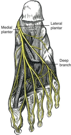 Medial and lateral plantar nerves.